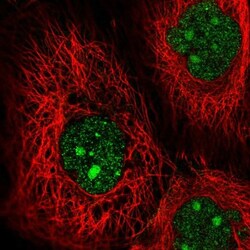 MAP3K9 Antibody, Novus Biologicals:Antibodies:Primary Antibodies
